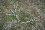 Grass Widows, Spring Whitlow-grass around dead Sagebrush stems