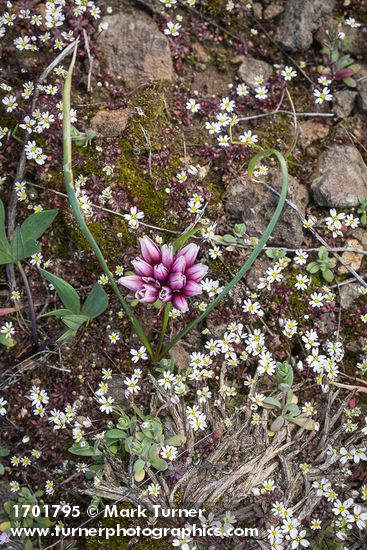 Allium scilloides; Draba verna