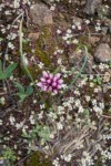 Scilla-like Onion among Spring Whitlow-grass