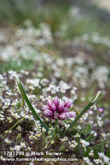 Allium scilloides; Draba verna