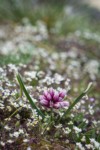Scilla-like Onion among Spring Whitlow-grass