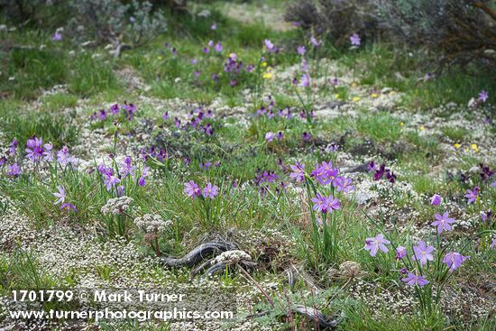 Olsynium douglasii; Draba verna; Lomatium macrocarpum