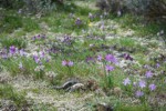 Grass Widows, Giant-seeded Lomatium among Spring Whitlow-grass