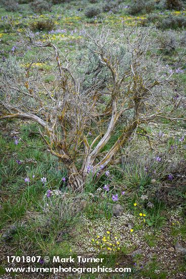 Olsynium douglasii; Draba verna; Crocidium multicaule; Lomatium macrocarpum; Artemisia tridentata