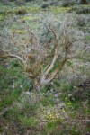 Grass Widows, Spring Whitlow-grass, Gold Stars, Giant-seed Lomatium among Sagebrush