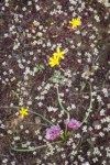 Scilla-like Onion among Spring Whitlow-grass & Gold Stars