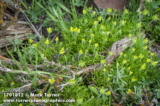 Ceratocephala testiculata (Ranunculus testiculatus)