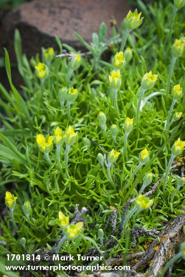 Ceratocephala testiculata (Ranunculus testiculatus)