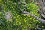 Hornseed Buttercup w/ Giant-seeded Lomatium