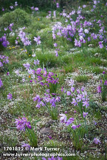 Olsynium douglasii; Draba verna