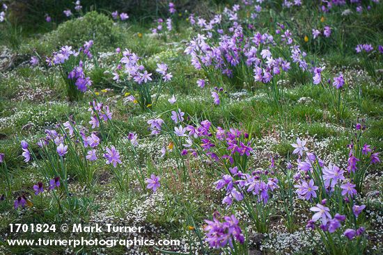 Olsynium douglasii; Draba verna