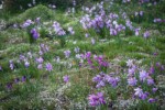 Grass Widows among Spring Whitlow-grass