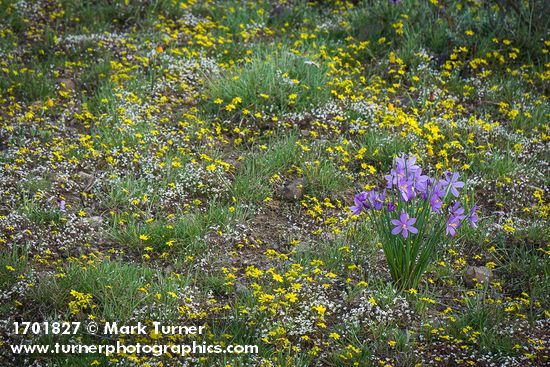 Olsynium douglasii; Draba verna; Crocidium multicaule