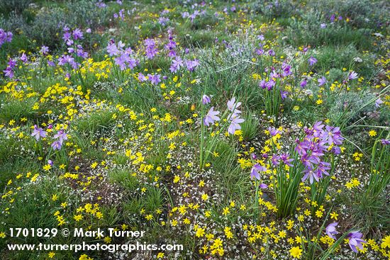 Olsynium douglasii; Draba verna; Crocidium multicaule