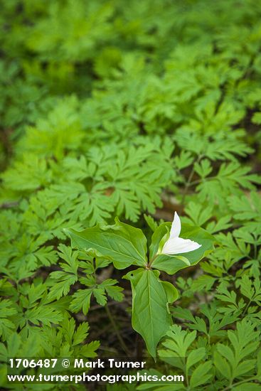 Trillium ovatum; Dicentra formosa