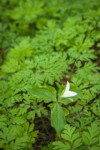 Pacific Trillium blooming among Bleeding Heart foliage