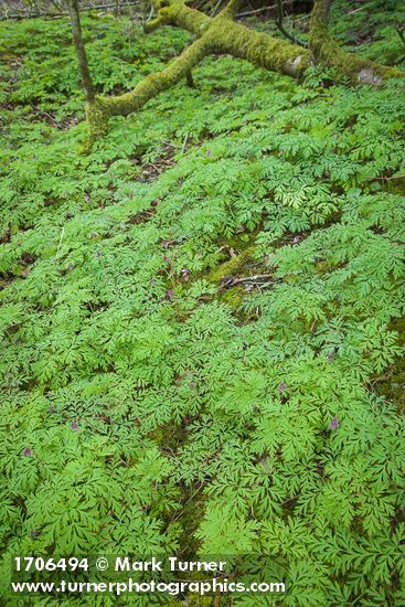 Dicentra formosa