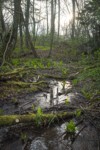 Skunk Cabbage in forest wetland