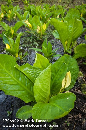 Lysichiton americanus