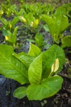 Skunk Cabbage