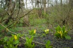 Skunk Cabbage in forest wetland