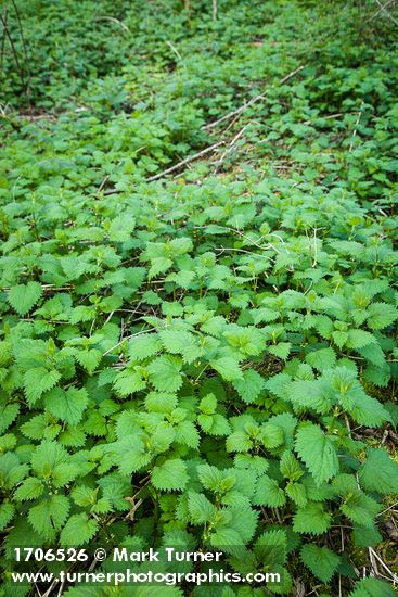 Urtica dioica