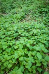 Nettle foliage