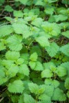 Nettle foliage