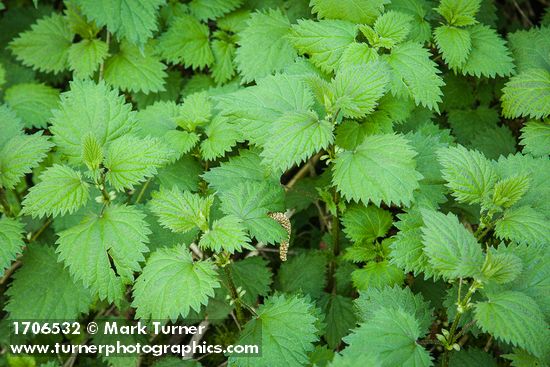 Urtica dioica