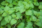 Nettle foliage