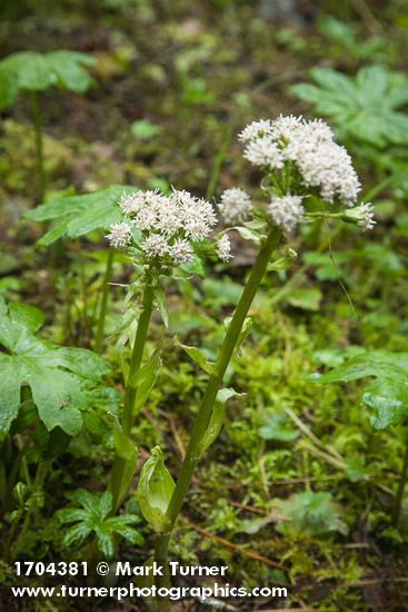 Petasites frigidus