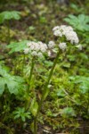 Coltsfoot