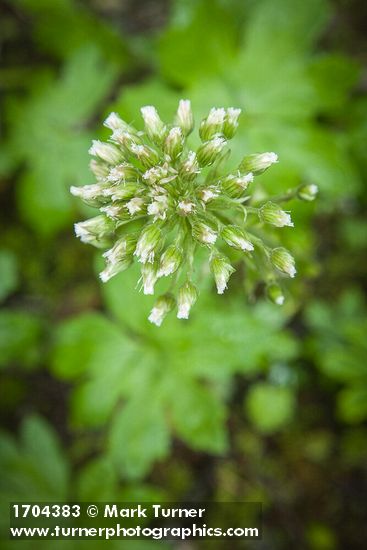 Petasites frigidus