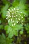 Coltsfoot flower buds detail