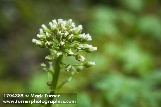 Petasites frigidus