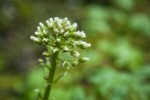 Coltsfoot flower buds