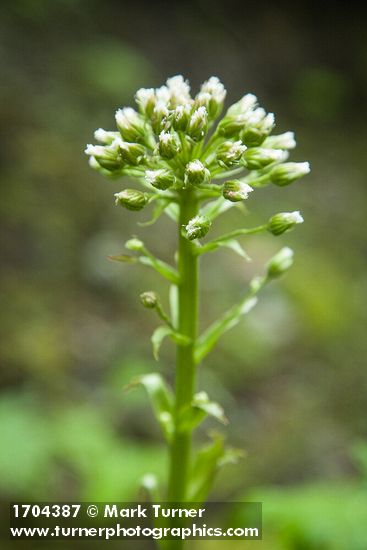 Petasites frigidus