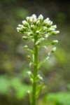 Coltsfoot flower buds