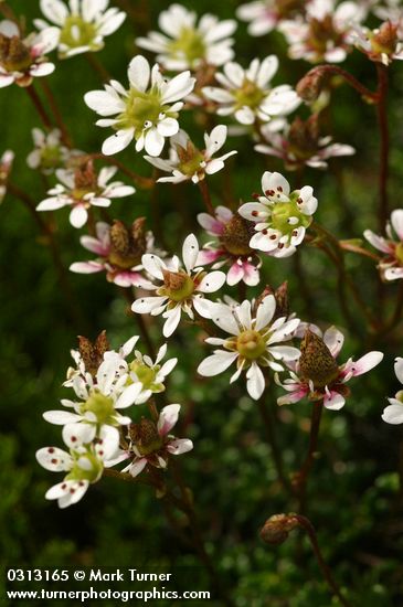 Saxifraga tolmiei