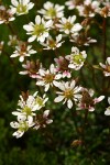 Tolmie's Saxifrage