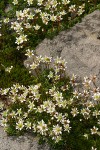 Tolmie's Saxifrage among basalt boulders