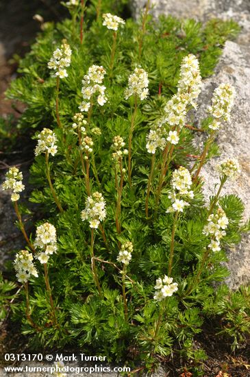 Luetkea pectinata