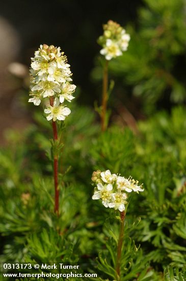 Luetkea pectinata