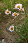 Subalpine Daisies