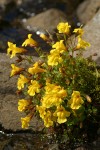 Mountain Monkeyflowers