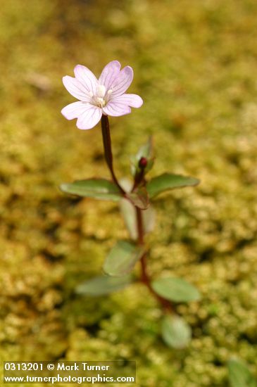 Epilobium hornemannii