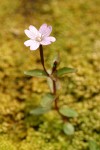 Hornemann's Willowherb blossom & foliage detail