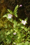 Hornemann's Willowherb blossoms & foliage detail