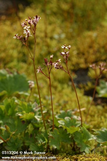 Saxifraga lyallii