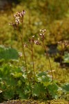 Lyall's Saxifrage